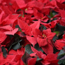 Flower color is red  screen for extension Chrome web store in OffiDocs Chromium