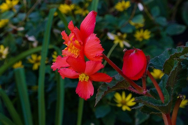 Free download Flower Color Red -  free photo or picture to be edited with GIMP online image editor