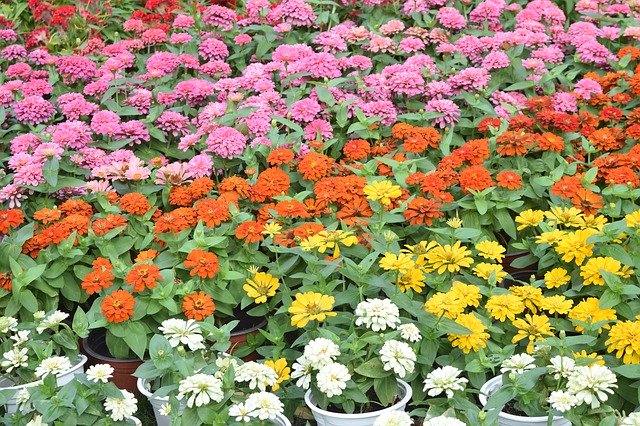 تنزيل Flower Colors مجانًا - صورة مجانية أو صورة لتحريرها باستخدام محرر الصور عبر الإنترنت GIMP