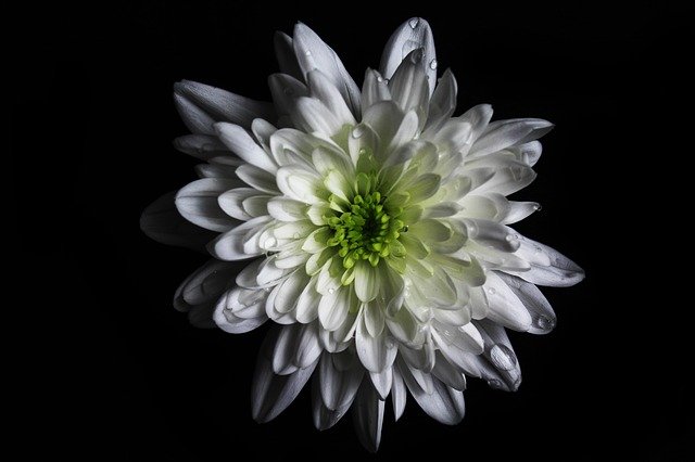 Free download flower colour green white macro free picture to be edited with GIMP free online image editor