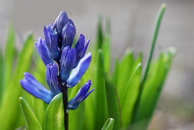 Free download flower common hyacinth hyacinth free picture to be edited with GIMP free online image editor