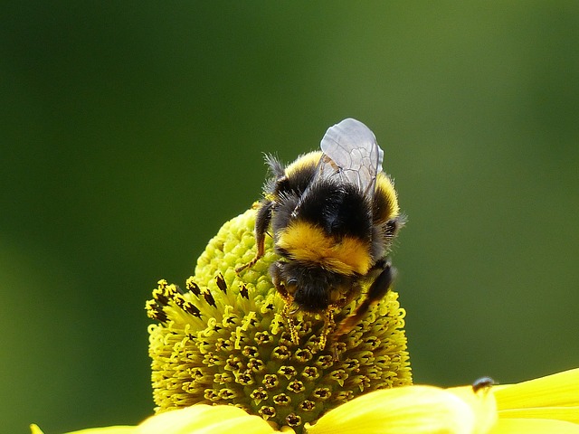 Kostenloser Download Blumensonnenhut Bi Sommergarten Kostenloses Bild, das mit dem kostenlosen Online-Bildeditor GIMP bearbeitet werden kann