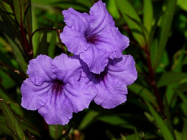 הורדה חינם Flower Convolvulus Flowers - תמונה או תמונה בחינם לעריכה עם עורך התמונות המקוון GIMP