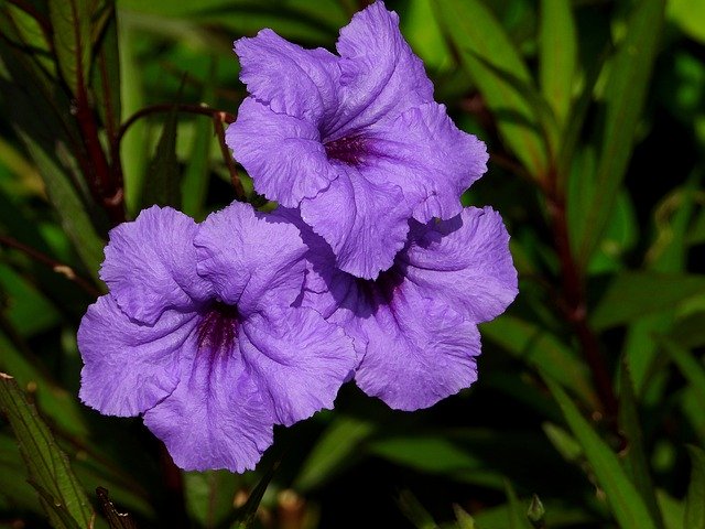 Gratis download Flower Convolvulus Flowers - gratis foto of afbeelding om te bewerken met GIMP online afbeeldingseditor