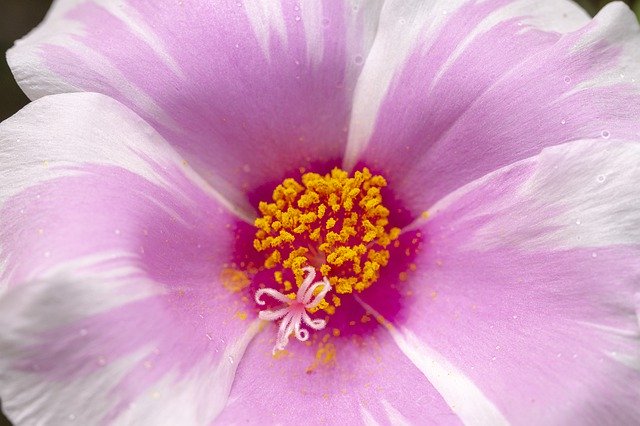 Muat turun percuma Flower Core Playboy - foto atau gambar percuma untuk diedit dengan editor imej dalam talian GIMP