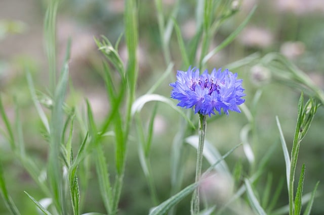 Free download flower cornflower flower meadow free picture to be edited with GIMP free online image editor