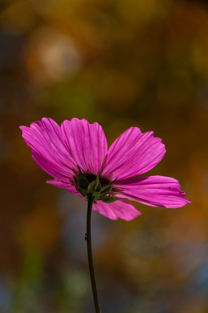 Free graphic flower cosmea blossom bloom flora to be edited by GIMP free image editor by OffiDocs