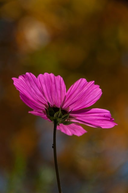 Descarga gratuita flor cosmea flor floración flora imagen gratuita para editar con el editor de imágenes en línea gratuito GIMP