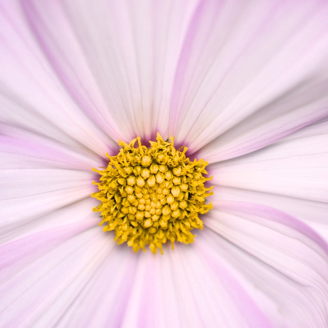 Free download flower cosmos botany cosmea bloom free picture to be edited with GIMP free online image editor