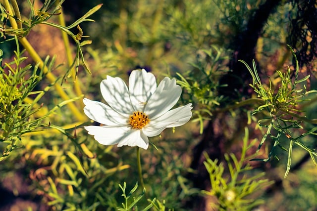 Free download flower cosmos fall autumn free picture to be edited with GIMP free online image editor