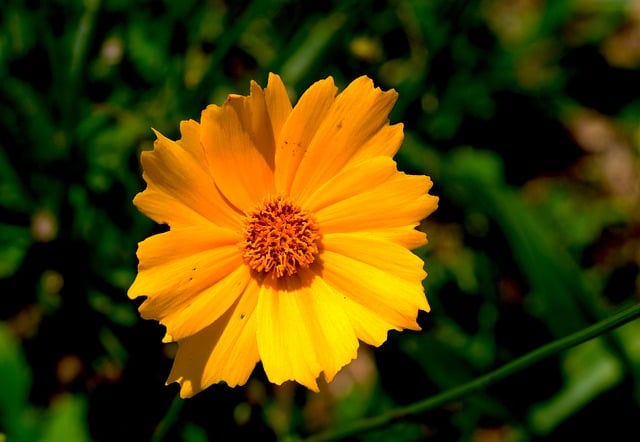 Descarga gratis flor cosmos flora naturaleza imagen gratis para editar con GIMP editor de imágenes en línea gratuito