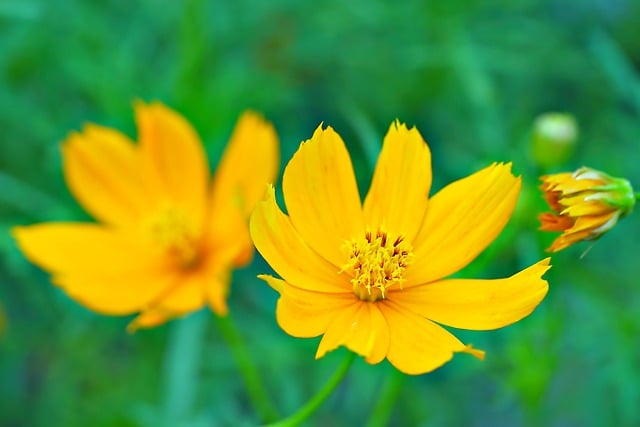 Free download flower cosmos flora yellow flower free picture to be edited with GIMP free online image editor