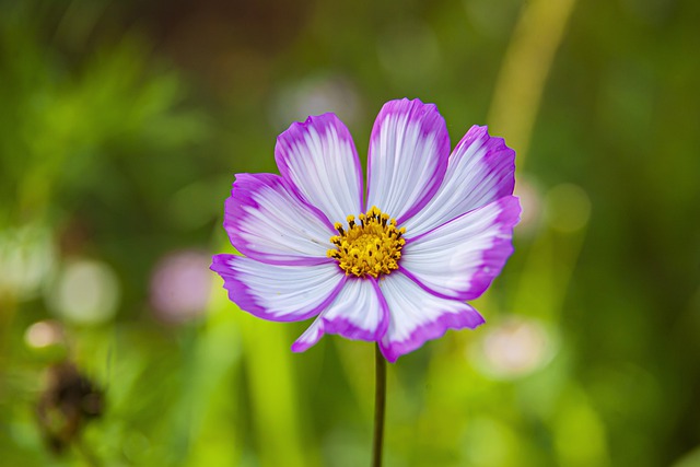 Free download flower cosmos flower botany bloom free picture to be edited with GIMP free online image editor