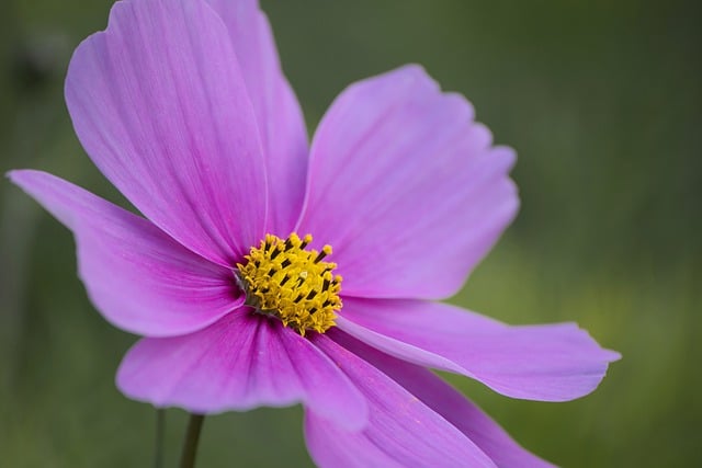 Free download flower cosmos flower pink flower free picture to be edited with GIMP free online image editor