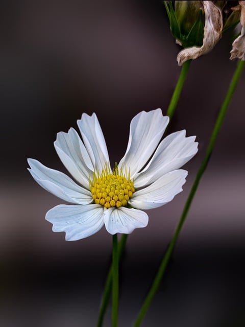 Free download flower cosmos petals white flower free picture to be edited with GIMP free online image editor