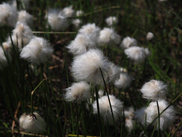 הורדה חינם Flower Cotton Mountain - תמונה או תמונה בחינם לעריכה עם עורך התמונות המקוון GIMP
