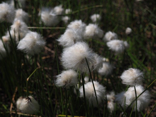 Flower Cotton Mountain download grátis - foto ou imagem grátis para ser editada com o editor de imagens online GIMP