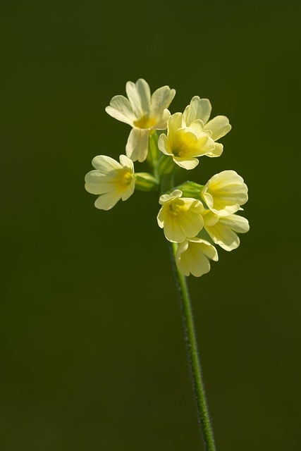 Free download flower cowslip pointed flower free picture to be edited with GIMP free online image editor