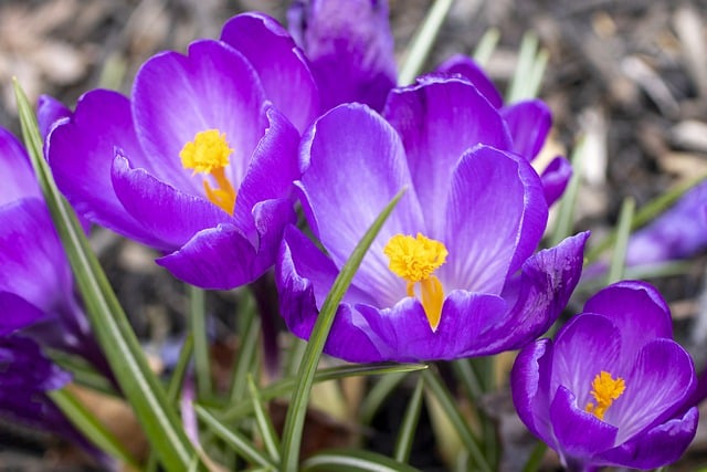 Free download flower crocus bloom blossom garden free picture to be edited with GIMP free online image editor