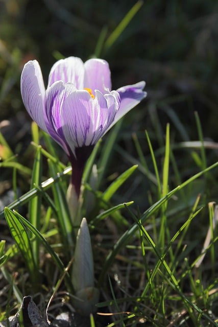 Free download flower crocus botany bloom blossom free picture to be edited with GIMP free online image editor