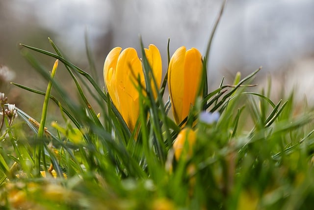 Free download flower crocus botany spring free picture to be edited with GIMP free online image editor