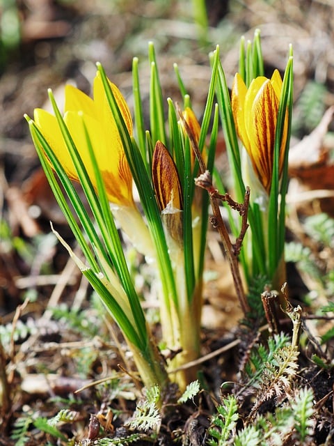 Free download flower crocus early bloomer spring free picture to be edited with GIMP free online image editor