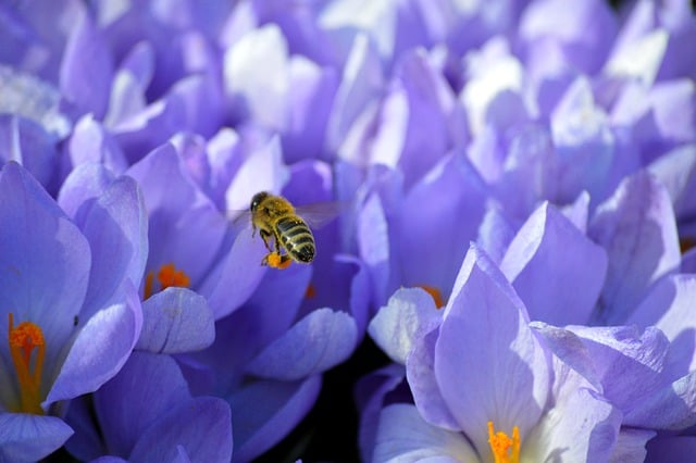 Free download flower crocuses bee insect blooms free picture to be edited with GIMP free online image editor
