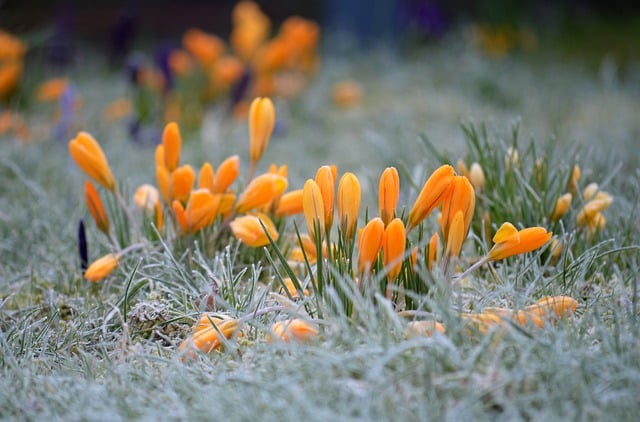 Free download flower crocuses blooms frost free picture to be edited with GIMP free online image editor