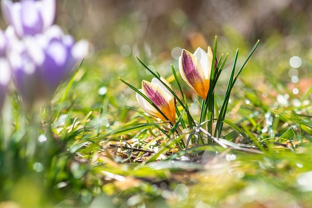 Free download flower crocuses petals blossom free picture to be edited with GIMP free online image editor