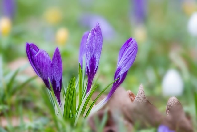 Free download flower crocuses plants leaves free picture to be edited with GIMP free online image editor