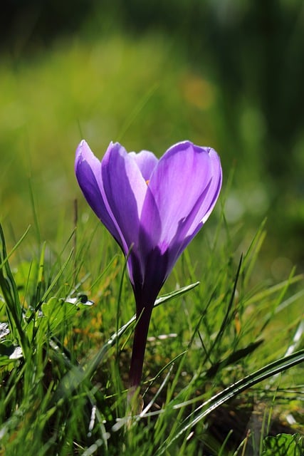 Free download flower crocus flower bud free picture to be edited with GIMP free online image editor