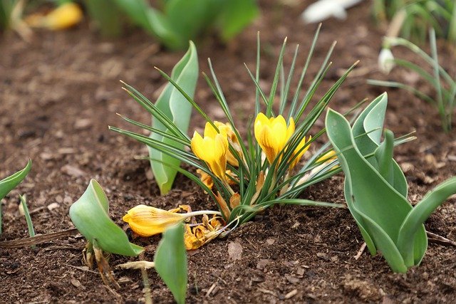 دانلود رایگان عکس گلدهی باغ گل کروکوس رایگان برای ویرایش با ویرایشگر تصویر آنلاین رایگان GIMP