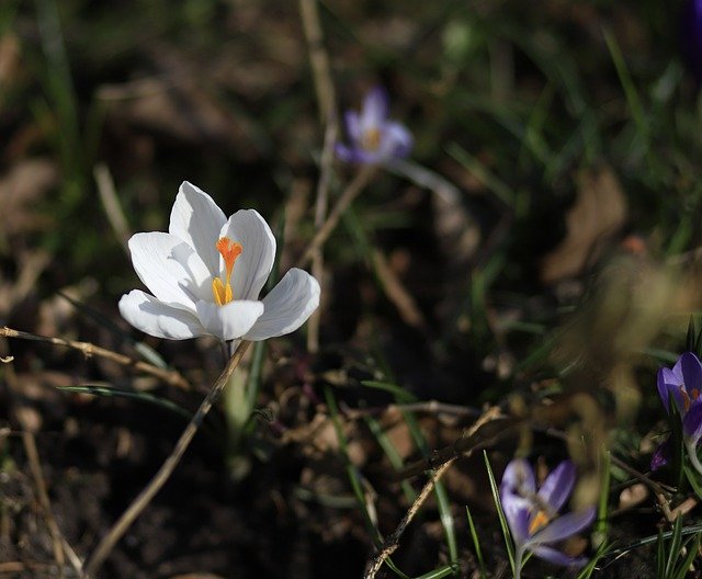 Free download flower crocus meadow blossom bloom free picture to be edited with GIMP free online image editor