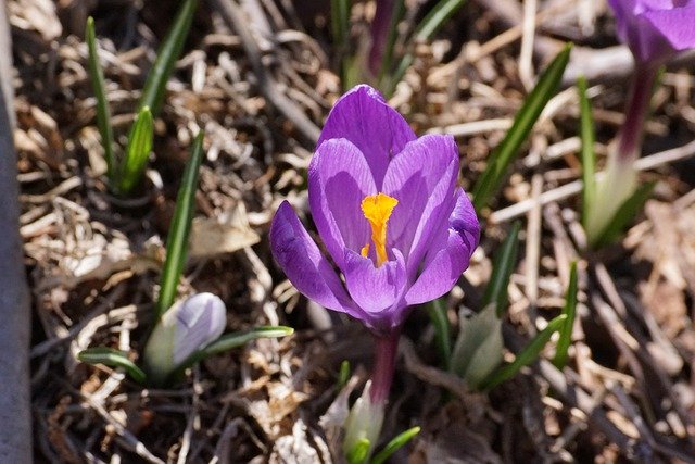 Free download flower crocus nature spring free picture to be edited with GIMP free online image editor