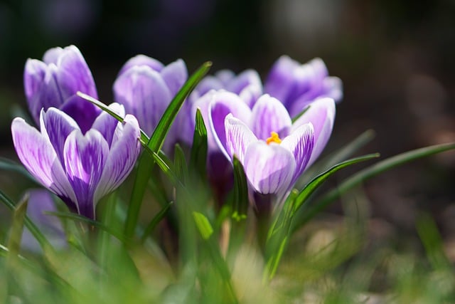 Free download flower crocus spring crocuses free picture to be edited with GIMP free online image editor