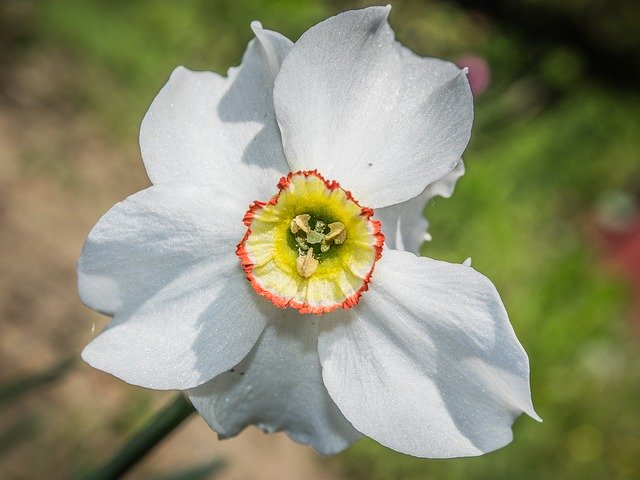 Template Photo Flower Daffodil Garden for OffiDocs