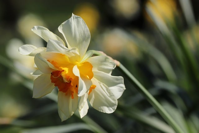 Free download Flower Daffodil Narcissus -  free photo or picture to be edited with GIMP online image editor