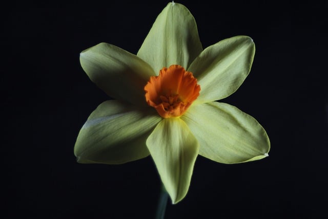 Free download flower daffodil plant narcissus free picture to be edited with GIMP free online image editor