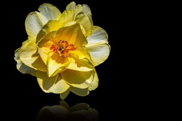 Free download flower daffodil vegetable flora free picture to be edited with GIMP free online image editor
