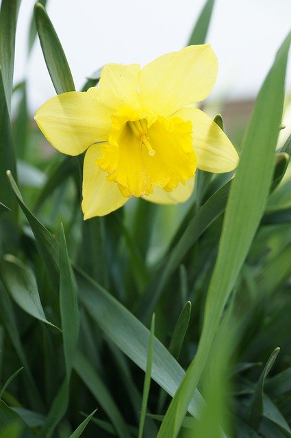 Kostenloser Download Flower Daffodil Yellow - kostenloses Foto oder Bild zur Bearbeitung mit GIMP Online-Bildbearbeitung