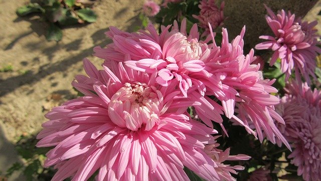 Gratis download Flower Dahlia - gratis foto of afbeelding om te bewerken met GIMP online afbeeldingseditor