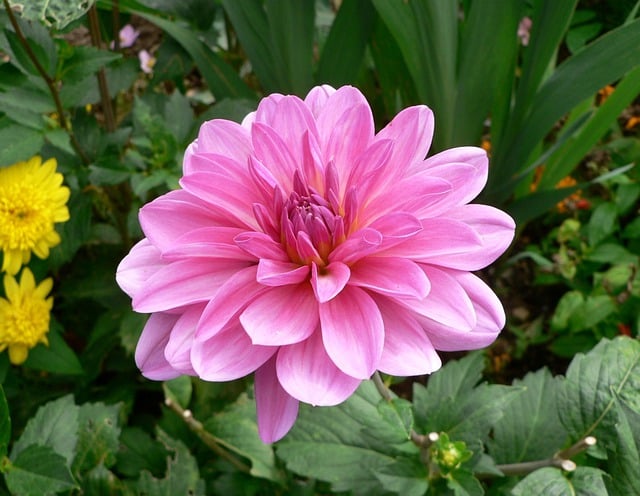 Unduh gratis gambar gratis bunga dahlia mekar mekar merah muda untuk diedit dengan editor gambar online gratis GIMP
