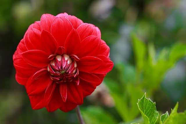 Free download flower dahlia blossom garden free picture to be edited with GIMP free online image editor