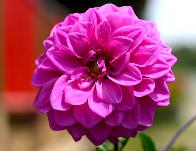 ดาวน์โหลดภาพดอกไม้ดอกรักเร่ธรรมชาติฟรีฟรีเพื่อแก้ไขด้วยโปรแกรมแก้ไขรูปภาพออนไลน์ GIMP ฟรี