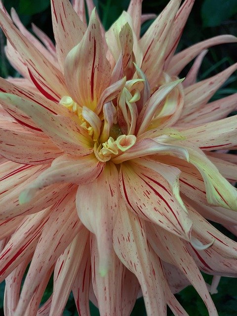 Bezpłatne pobieranie Flower Dahlia Nature - darmowe zdjęcie lub obraz do edycji za pomocą internetowego edytora obrazów GIMP
