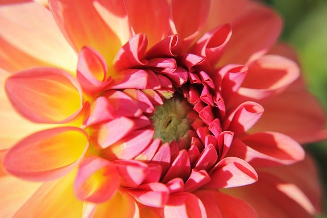 Free download flower dahlia nature spring free picture to be edited with GIMP free online image editor