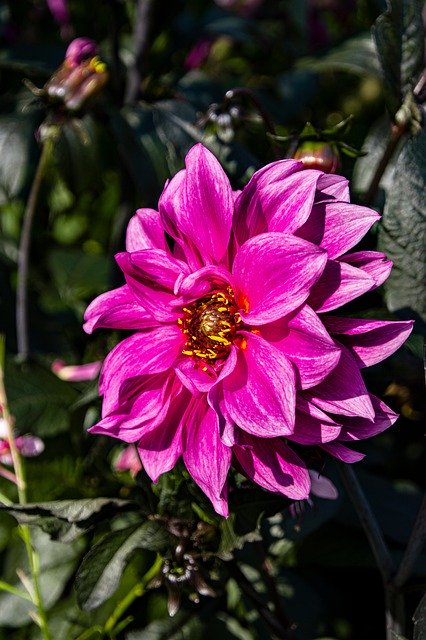 הורדה חינם Flower Dahlia Pink - תמונה או תמונה בחינם לעריכה עם עורך התמונות המקוון GIMP