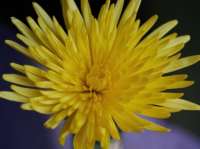 Download gratuito Flower Dahlia Yellow - foto o immagine gratuita da modificare con l'editor di immagini online di GIMP