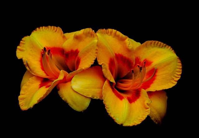 Free download flower daily lily flora blossom free picture to be edited with GIMP free online image editor