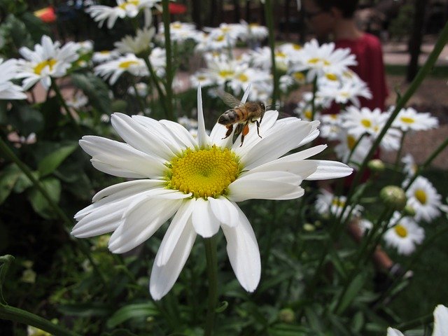 Unduh gratis Flower Daisy Bee - foto atau gambar gratis untuk diedit dengan editor gambar online GIMP